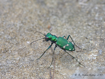 Cicindela patruela